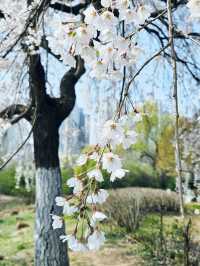 【南韓】一山湖水公園：春季賞花、湖畔野餐，享受寧靜美景