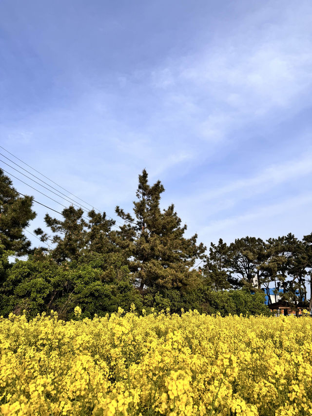 4월은 유채꽃의 달 💛 포항에 놀러오세요!