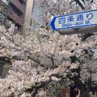 京都の綺麗な桜達🌸