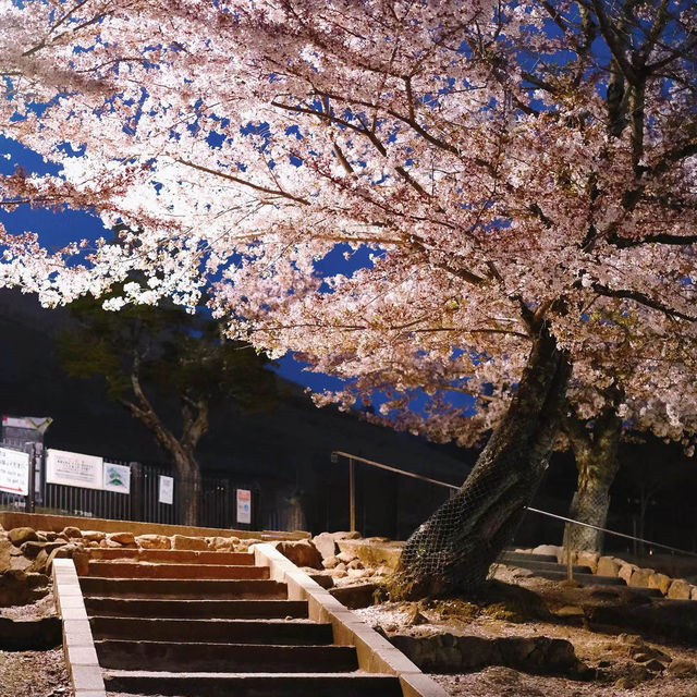 「札幌大通公園～夜櫻景緻」