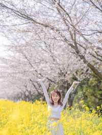 韓國鹿山路🇰🇷 櫻花🌸油菜花同時綻放