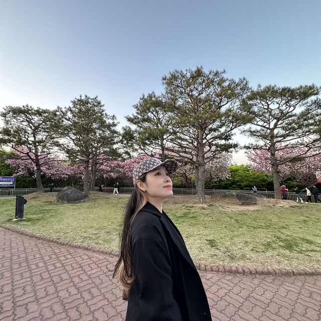 HIDDEN Cherry Blossom Spot in Korea 🇰🇷