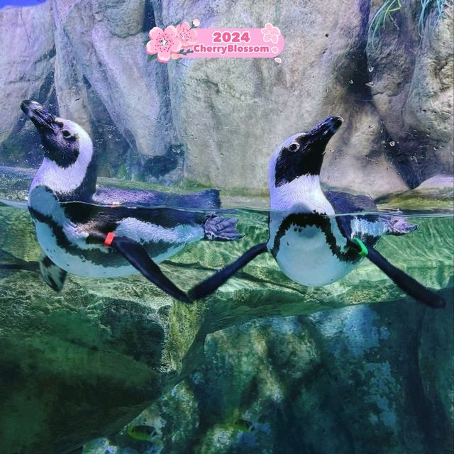 Sea Life Busan Aquarium in Korea 