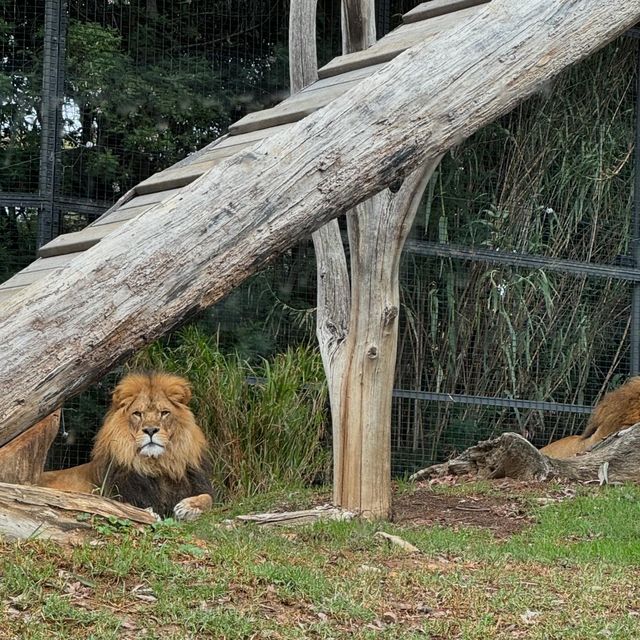 歷史最悠久的動物園！