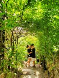 우연히 만나 더 예뻤던 전주 목향장미💛