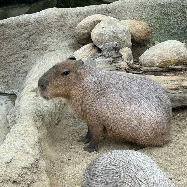 「東京江戶川區自然動物園：原始自然之美與動物保護的獨特景點」