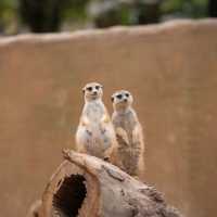 【東京景點】上野動物園：珍稀動物天堂