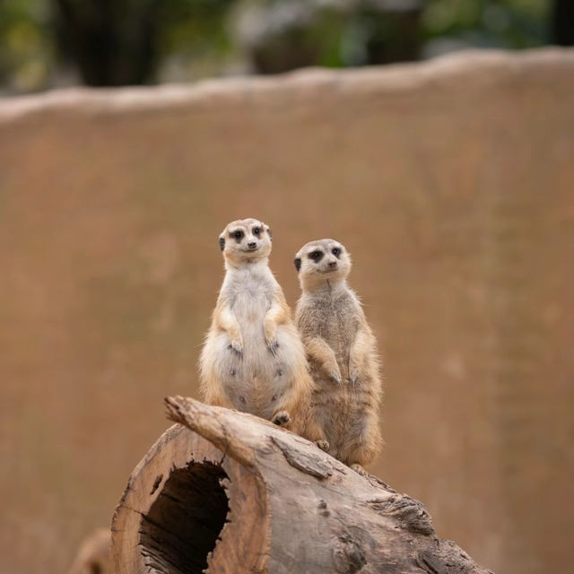 【東京景點】上野動物園：珍稀動物天堂