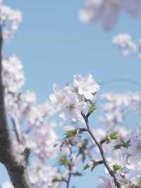 【2024年顧村公園櫻花節】摩天輪與櫻花