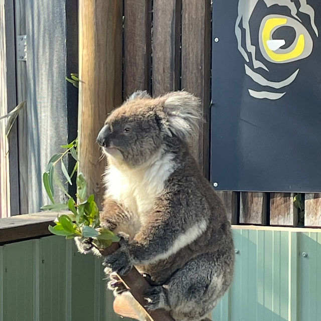 遠くに行かなくてもここでコアラやワラビーに会える