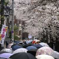 Meguro River Cherry Blossoms Promenade