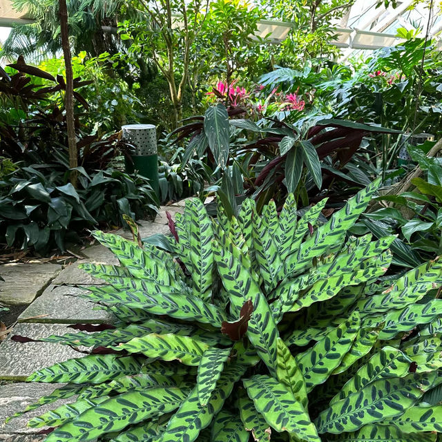「沖繩東南植物樂園：珍稀植物，科普教育，豐富遊園體驗」