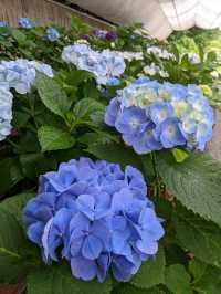 日本京都-賞花踏青的好去處：京都府立植物園