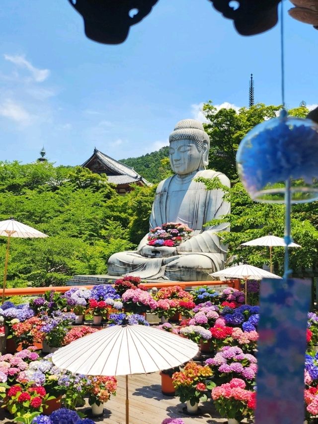 ꕤ大和三大観音 あぢさゐ回廊 × 壷阪寺ꕤ୭*