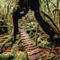 เกาะมรดกโลกทางธรรมชาติของญี่ปุ่น 