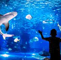 Okinawa Churaumi Aquarium