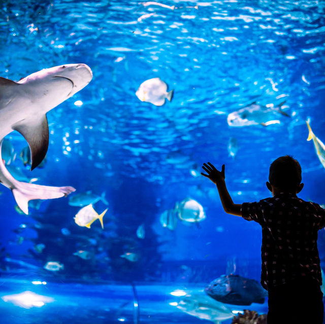 Okinawa Churaumi Aquarium