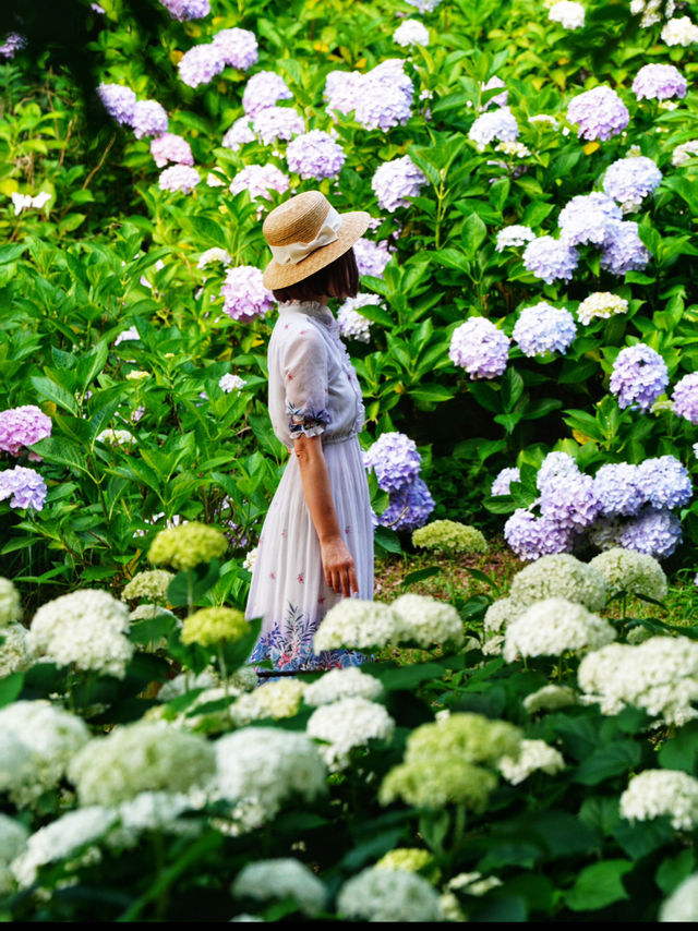 大阪の穴場あじさいスポット☺️💠💐蜻蛉池公園