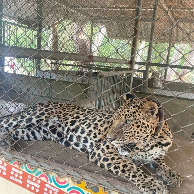 泰國目前最有人氣，最多人詢問的野生動物園