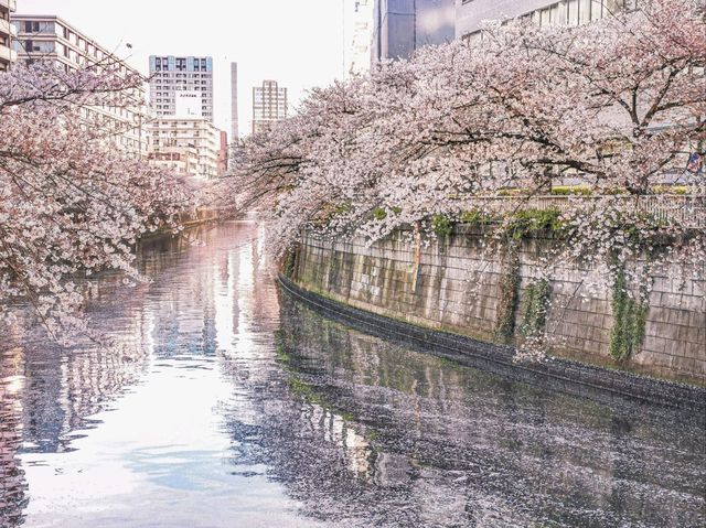 【目黒川の桜】目黒区