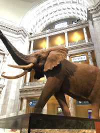 Smithsonian national museum of natural history 
