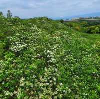 【苗栗】九華山梧桐花盛開，適合觀賞和拍照