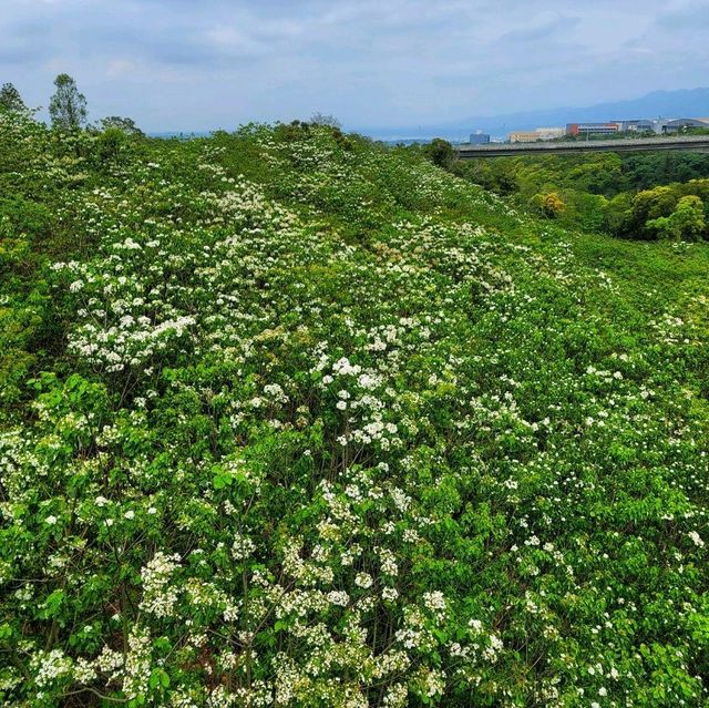 【苗栗】九華山梧桐花盛開，適合觀賞和拍照