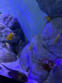 🪼 S.E.A. Aquarium ในสิงคโปร์✨