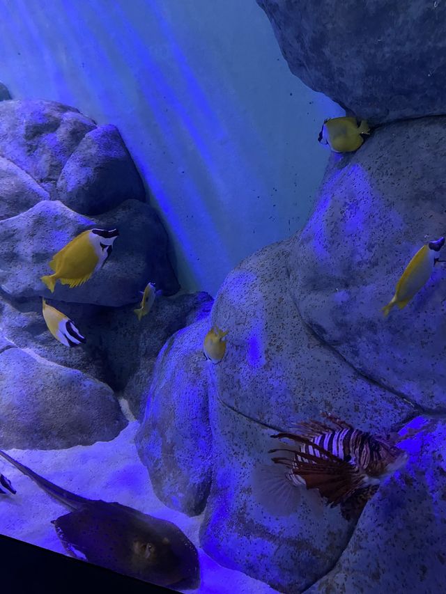 🪼 S.E.A. Aquarium ในสิงคโปร์✨