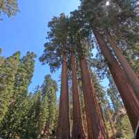 Redwood Forest in USA
