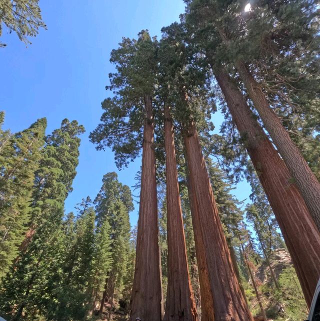 Redwood Forest in USA