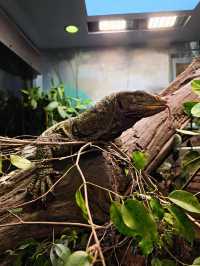 《動物園》【聖地亞哥動物園】超過800種動物，適合親子互動