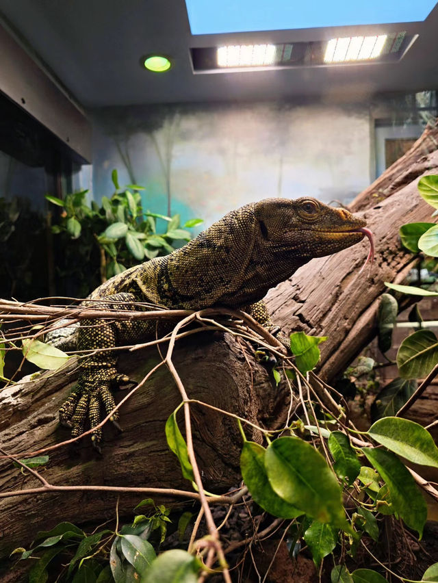 《動物園》【聖地亞哥動物園】超過800種動物，適合親子互動