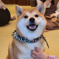 가마쿠라 마메시바🐶 카페에 다녀왔어요!