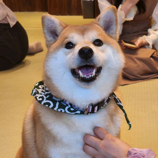 가마쿠라 마메시바🐶 카페에 다녀왔어요!