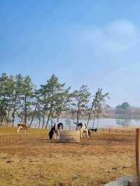 상하목장의 체험형 동물원