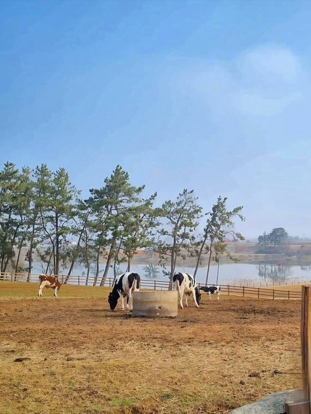 상하목장의 체험형 동물원