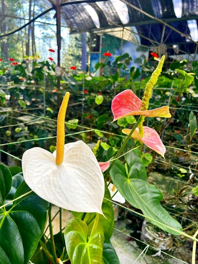 Flowers in Bloom at Genting Strawberry Leisure Farm