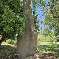 Discover Nature’s Beauty at Palermo Botanical Gardens