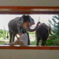 ไปถ่ายรูปกับน้องช้างที่ Ayothaya Cafe