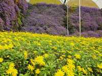 Flowers blooming at Flora Park, Cameron Highlands