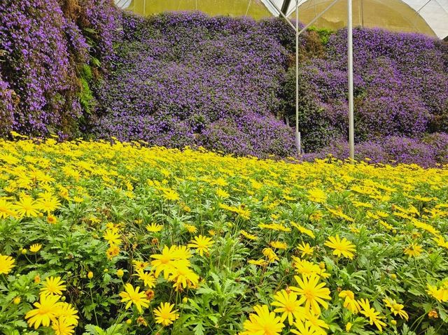 Flowers blooming at Flora Park, Cameron Highlands