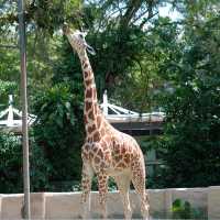 上野動物園簡～親親可愛動物