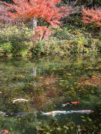 【岐阜県】秋のモネの池