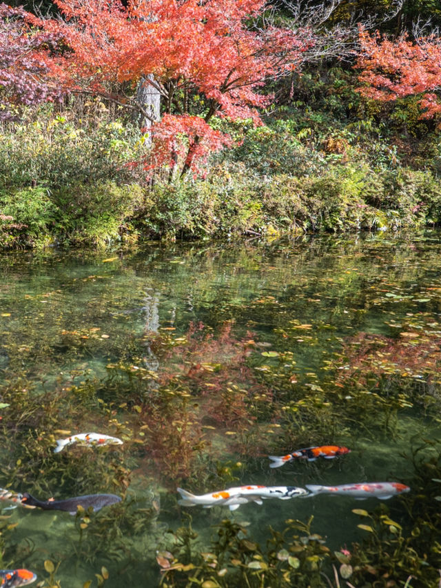 【岐阜県】秋のモネの池