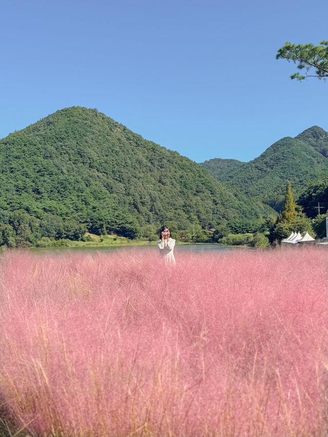(실시간) 푸르른 호수와 핑크뮬리를 만날 수 있는 청주 근교 카페💗