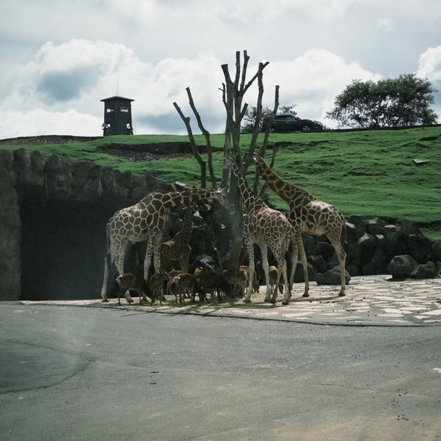 Linton Zoo：動物界的搞笑明星大聚會 🦁🎉