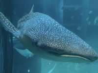 Dive Into Wonder: Exploring Osaka Aquarium Kaiyukan