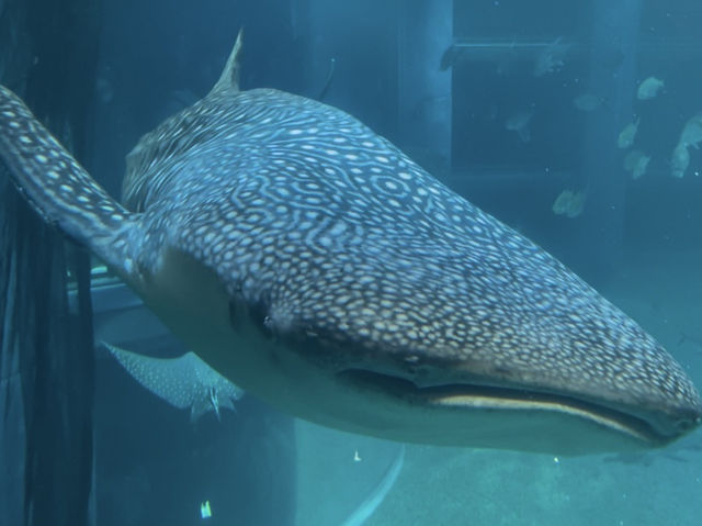 Dive Into Wonder: Exploring Osaka Aquarium Kaiyukan