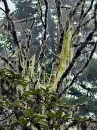 Huanglong Forest is the Paradise 